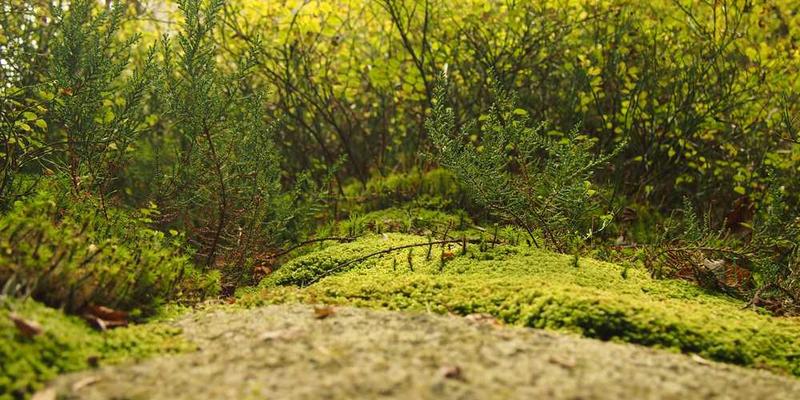 说明：一台AI驱动的仿生手在钢琴上弹奏着旋律，表情机械，缺乏情感表达。