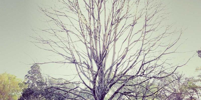 墓地土壤中微生物分解过程的显微镜照片，展示着丰富的微生物群落和有机物的转化过程