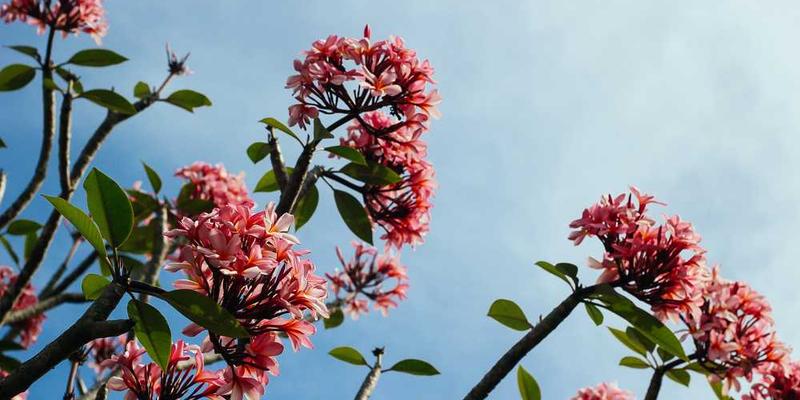 分析微信头像的“符号学”：图像选择与身份自我建构的关系