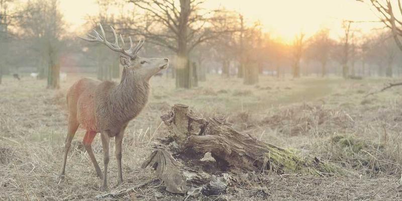 把对逝去亲人的思念，编码成一段能在植物体内缓慢生长的RNA序列
