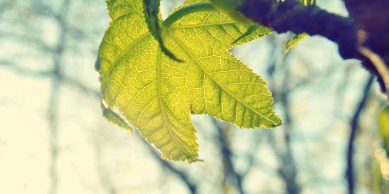 一只AI宠物狗坐在主人脚边，眼神深邃，静静凝视着前方。